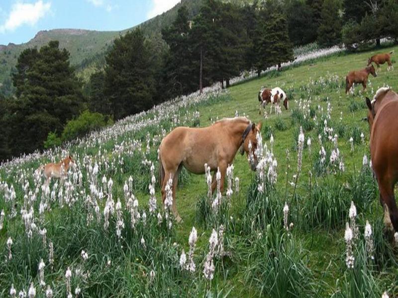 Del Pui La Massana Exterior foto